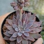 Graptopetalum rusbyi ഇല