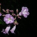 Maripa nicaraguensis 花