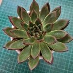 Echeveria agavoides Feuille