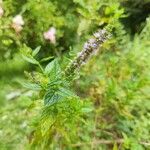 Mentha spicataফুল