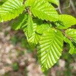 Carpinus orientalis Blad