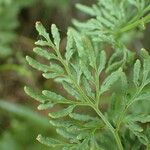 Cryptogramma crispa Leaf