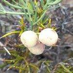 Retanilla patagonica Meyve