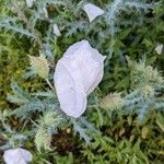 Argemone albiflora Цвят