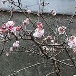 Viburnum × bodnantense Habitus