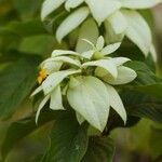 Mussaenda pubescens Blomma