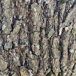 Quercus cerris Bark