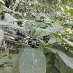 Solanum scabrum 葉