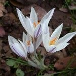 Crocus aleppicus Квітка