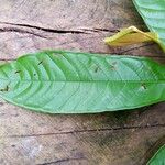 Fusaea longifolia List