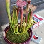 Sarracenia leucophylla 葉