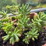 Sedum pachyphyllum 葉