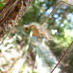 Distimake aegyptius बार्क (छाल)