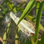 Asclepias incarnata Frugt