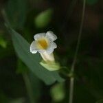 Thunbergia nepalensis Habit