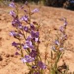 Penstemon speciosus Virág