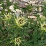 Cirsium spinosissimum Habit