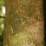 Matayba stenodictya Corteza