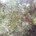 Juniperus macrocarpa Blad