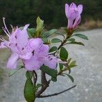 Rhododendron microphyton