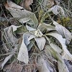 Verbascum thapsus Blad