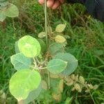 Croton punctatus Leaf