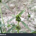 Leucas aspera Flower