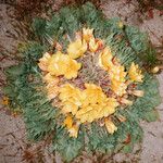 Oenothera primiveris Celota