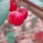 Cotoneaster pannosus Fruto