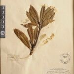 Pieris formosa Mosusu