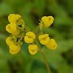 Calceolaria cavanillesii Flor