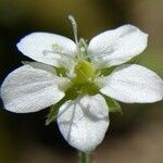 Arenaria hispida 花