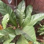 Anthurium hookeri Feuille