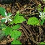 Rubus ursinus Leaf