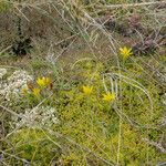 Gagea bohemica Fula