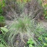 Muhlenbergia capillaris 整株植物