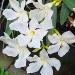 Nerium oleander Habit