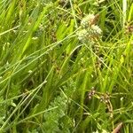 Carex pallescens Flor