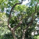 Pterocarpus indicus പുറംതൊലി