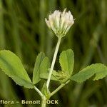 Trifolium michelianum Altres