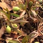 Helleborus viridis Лист