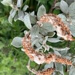 Salix lapponum Fleur