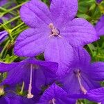 Campanula carpatica Blüte