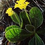 Primula auricula Хабит