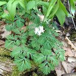 Dicentra canadensis आदत