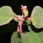 Miconia costaricensis Leaf