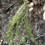Huperzia phlegmaria Hoja