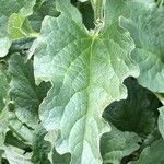 Chenopodium bonus-henricus Hoja