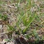 Carex halleriana Hábito