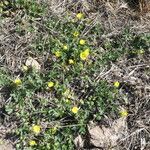 Potentilla verna Vivejo